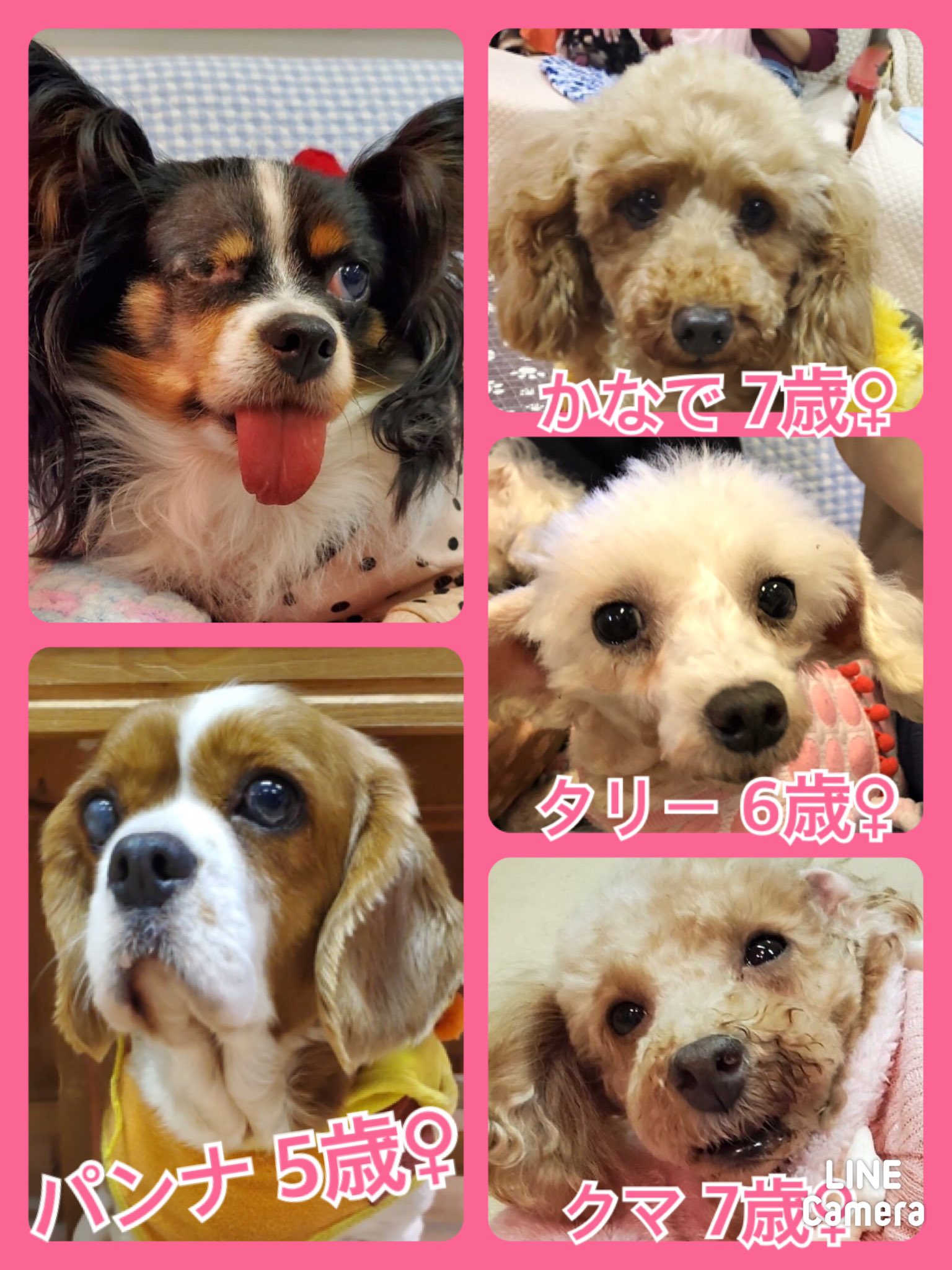 🐾今日の里親様募集中ワンコ🐶メンバーです🐾2020,11,1